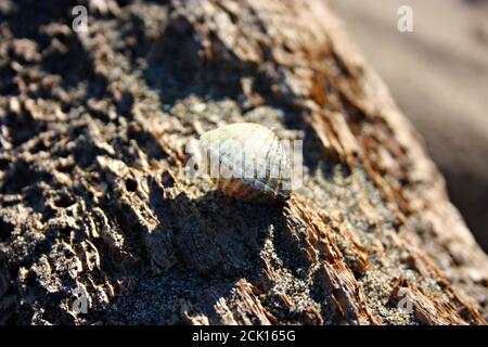 vecchi e lucidati boschi di alberi dalle acque salmastre del mare che creano vene, sfumature e ombre arancioni. alcune belle conchiglie sono poste sulla t Foto Stock