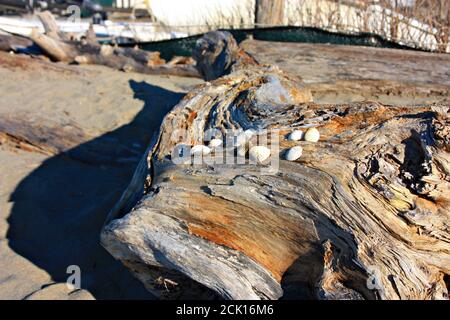 vecchi e lucidati boschi di alberi dalle acque salmastre del mare che creano vene, sfumature e ombre arancioni. alcune belle conchiglie sono poste sulla t Foto Stock