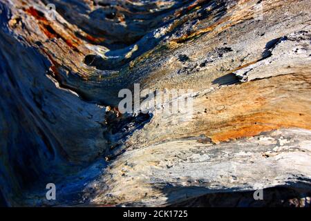vecchi e lucidati boschi di alberi dalle acque salmastre del mare che creano vene, sfumature e ombre arancioni. alcune belle conchiglie sono poste sulla t Foto Stock