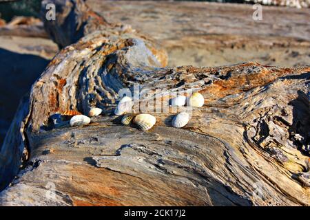 vecchi e lucidati boschi di alberi dalle acque salmastre del mare che creano vene, sfumature e ombre arancioni. alcune belle conchiglie sono poste sulla t Foto Stock