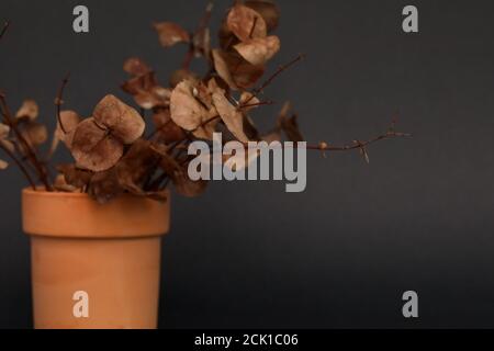 Colpo di primo piano di una piccola pentola di terracotta piena di secco foglie di eucalipto Foto Stock