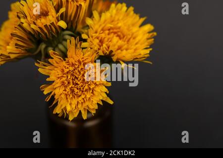 Mazzo di fiori gialli di dente di leone su un piccolo vetro ambrato bottiglia d'olio essenziale su fondo nero Foto Stock
