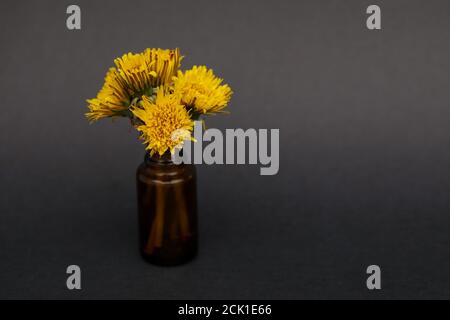 Mazzo di fiori gialli di dente di leone su un piccolo vetro ambrato bottiglia d'olio essenziale su fondo nero Foto Stock