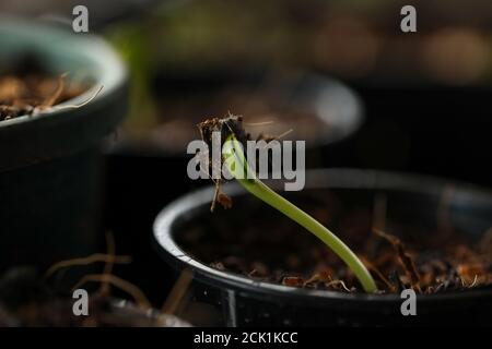 Macro shot di pianta di girasole che emerge dai semi in un piccola pentola di plastica Foto Stock