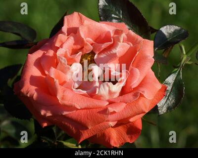 Rosa Candy Ruffles bella rosa corallo primo piano. Un fiore, in un giardino in condizioni naturali tra il verde, sotto il cielo aperto. Foto Stock
