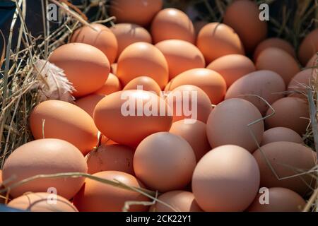 Mucchio di uova su paglia raccolto al mattino Foto Stock