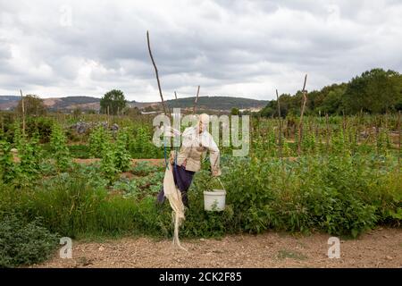 Scarecrow nel mezzo di un campo. Un vecchio manichino senza vita e trasformato in uno spaventapassare. Foto Stock