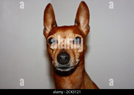 affettuoso piccolo cucciolo di pinscher marrone domestico Foto Stock