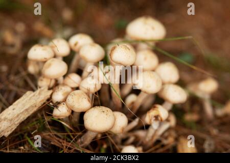 Cooping crumble cap (Coprinellus dissematus), noto anche come fata inkcap, una specie di fungo agarico nella famiglia Psathyrellaceae. Foto Stock