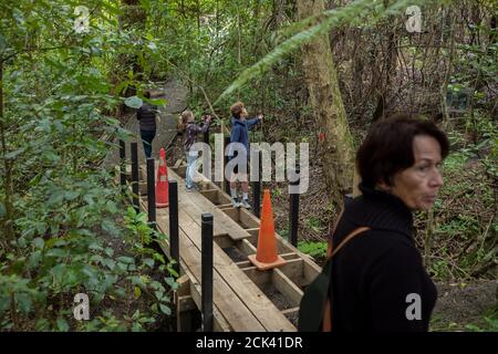 Parco regionale di Shakeaspera e riserva naturale sulla penisola di Whangaaoa nord Di Auckland Nuova Zelanda Neville Marriner Leica M10 Foto Stock