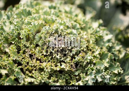 Kale ornamentale fiorito (Brassica oleracea) in varietà Nagoya Rose, che cresce in un giardino ad Acton, Massachusetts. Foto Stock