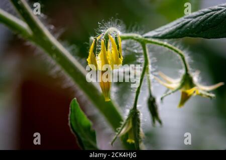 Macro di fiori gialli multipli di patata appesi ad una verde di patata viti. Il gambo ha punte pelose che crescono sulla carne della pianta vegetale. Foto Stock