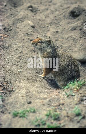 Uinta Ground Squirrel (Urocitellus armatus), in precedenza (Citellus armatus), all'ingresso della burrow, Wyoming USA . Dalla trasparenza originale Kodachrome 64. Foto Stock