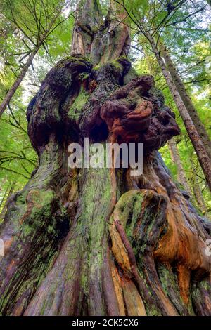 Un antico albero di cedro sorge fuori dalla foresta nel boschetto Avatar sull'isola di Vancouver, British Columbia, Canada. Foto Stock