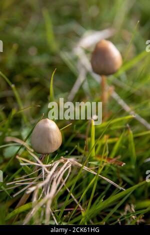 un paio di caps liberty o funghi magici che crescono selvaggi in un campo Foto Stock