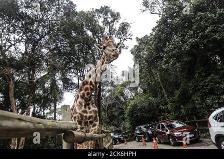 San Paolo, Brasile. 15 settembre 2020. I visitatori possono partecipare a un tour drive-in allo Zoo Safari durante la pandemia COVID-19 a Sao Paulo, Brasile, il 15 settembre 2020. Credit: Rahel Patrasso/Xinhua/Alamy Live News Foto Stock