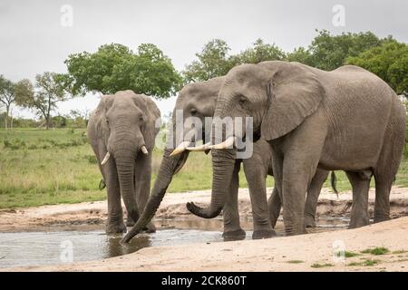 Tre grandi elefanti che bevono e spruzzano al waterhole Foto Stock