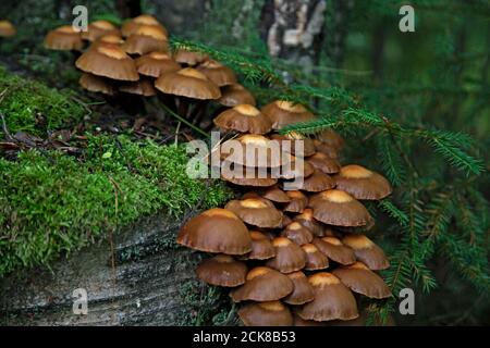 un sacco di funghi che crescono su un ceppo in pavimenti Foto Stock