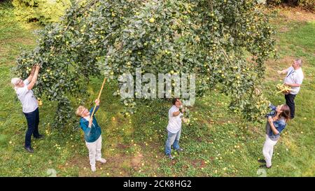 Achternmeer, Germania. 11 Settembre 2020. Vera Beenken (l-r), Uta Bümmerstede, Tanja Holtz Simone Malz e Ronald Holtz, tutti dell'associazione cittadina Achternmeer-Harbern 1, raccolse le mele da un albero (sparato con un drone). Credit: Mohssen Assanimoghaddam/dpa/Alamy Live News Foto Stock