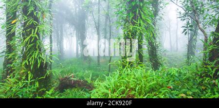 Pura foresta pluviale tropicale nella nebbia mattutina, verde fogliame di orchidee e piante tropicali che crescono nei rami e nel tronco di alberi selvatici. Thailandia. Foto Stock