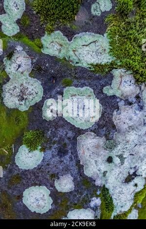 Il lichene crustose cresce sulla roccia lungo l'Heliotrope Ridge Trail, Mount Baker-Snoqualmie National Forest, Washington state, USA Foto Stock