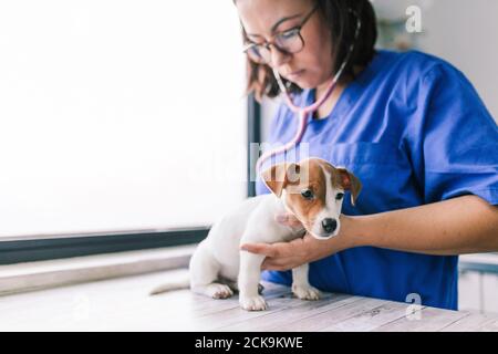 Veterinario ascolto di un jack russell terrier cucciolo Foto Stock