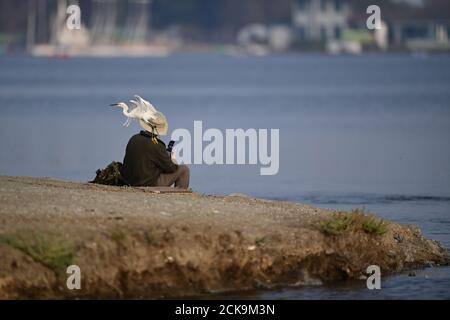 Snowy Egret volare passato un fotografo Foto Stock