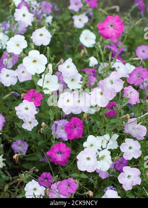 Petunia flowers. Blooming pink petunias on the flowerbed in the garden. Foto Stock