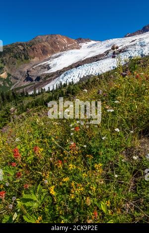 Fiori selvatici e ghiacciai visti dal sentiero degli arrampicatori che conduce verso Heliotrope Ridge sulle pendici del Monte Baker, Monte Baker-Snoqualmie National Foto Stock