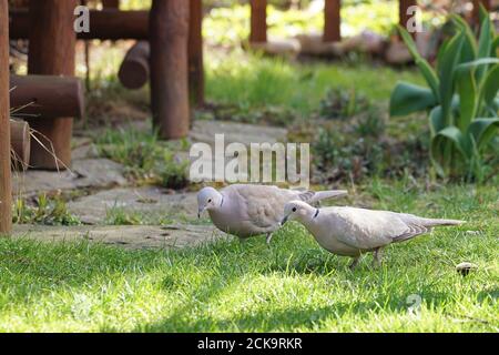 Coppia di colate Eurasiane (Streptopelia decaocto) sul prato del giardino durante una giornata di sole Foto Stock