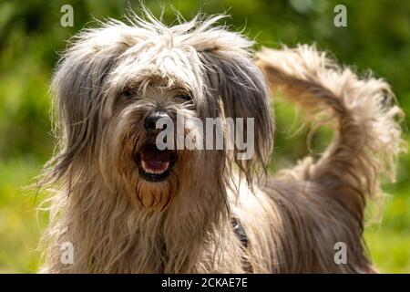 Primo piano di un allegro cane da pastore portoghese in un campo sotto la luce del sole con uno sfondo sfocato Foto Stock