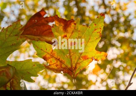 Primo piano sulla texture di un colorato piano d'autunno foglie Foto Stock