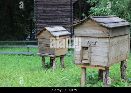 Orticaria. Ape apiary in natura. Foto Stock