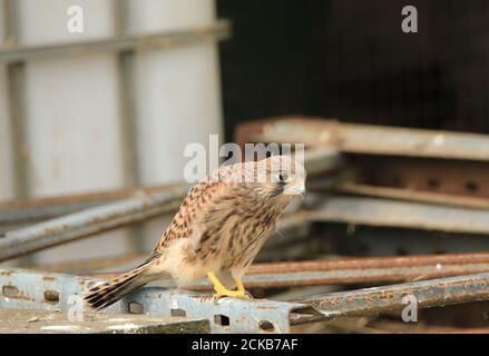 Gheppio recentemente volato (Falco tinnunculus) vicino al serbatoio d'acqua vicino agli annessi della fattoria Foto Stock