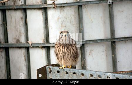 Recentemente volato gheppio (Falco tinnunculus) su Farm 03 Foto Stock