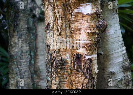 Sfondo di tronchi di betulla argentata intemperie in giorno umido Foto Stock