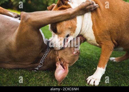 Due cani amstaff terrieri giocare su erba fuori. Divertimento di cane giovane e vecchio in cortile. Foto Stock