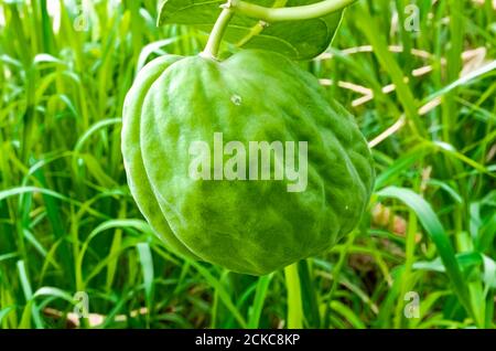 Calotropis Procera (pianta di gomma, mela di Sodoma) frutta Foto Stock