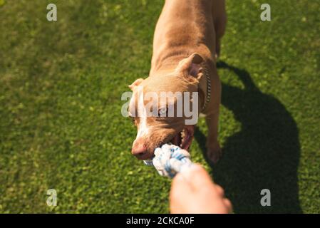 Cane beagle tira giocattolo e Tug-of-War Game Foto Stock