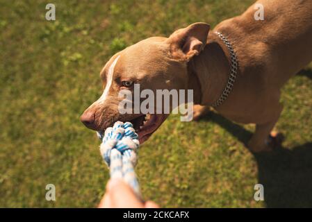 Cane beagle tira giocattolo e Tug-of-War Game Foto Stock