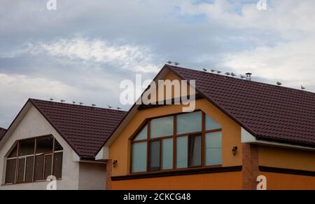 Gabbiani siedono sui tetti. Tegole marroni a casa. Architettura, strada. Gabbiano nella soffitta. All'aperto. Spazio di copia. Nuvole cielo. Foto Stock