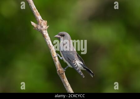 Ashy Woodswallow immaturo arroccato su un ramo di mangrovie dopo un incantesimo di monsone doccia al Sundarban National Park, West Bengala, India Foto Stock