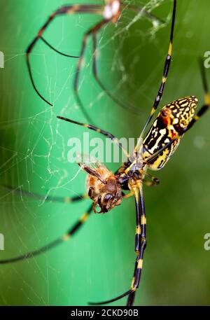 Nephila clavata mangiare una api mellifera ligustica Foto Stock