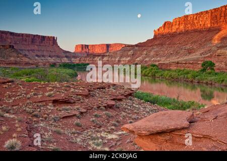 Luna che si affaccia sul Fiume Verde nel Labirynth Canyon, vista dal Labirynth Camp all'alba, dall'area di White Rim Road, dal Parco Nazionale di Canyonlands, Utah, USA Foto Stock