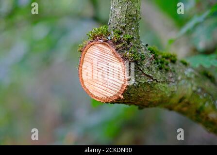 segato, ramo tagliato su albero, norfolk, inghilterra Foto Stock