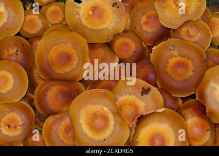 Gruppo di funghi sheathed woodtuft, che cresce in massa su un ceppo di alberi Foto Stock