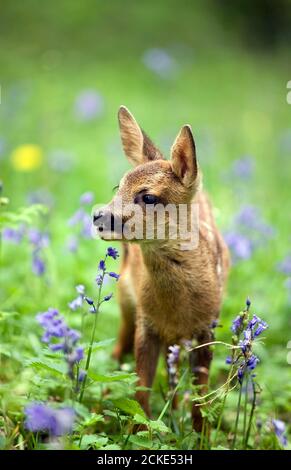 Il Capriolo Capreolus capreolus, Foan con fiori, Normandia Foto Stock