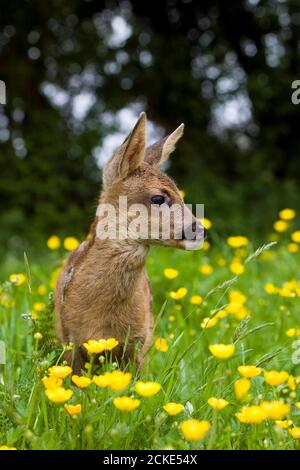 Il Capriolo Capreolus capreolus, Foan con fiori, Normandia Foto Stock