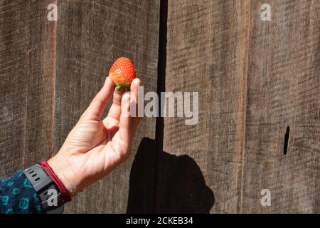 Fragola in mano, nota selezionare la messa a fuoco con profondità di campo poco profonda Foto Stock