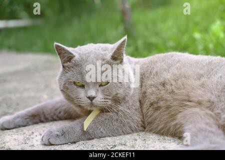 cute british shorthair gatto sdraiato su un marciapiede. pigro rilassato gatto. pet amici. un gatto con occhi verdi. mattina relax tempo Foto Stock